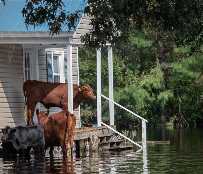 cows on porch seeking shelter from flood