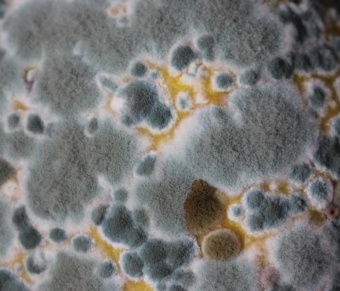 A close-up photo of mold as seen under a microscope. The mold appears fuzzy and has various shades of green, grey, and brown