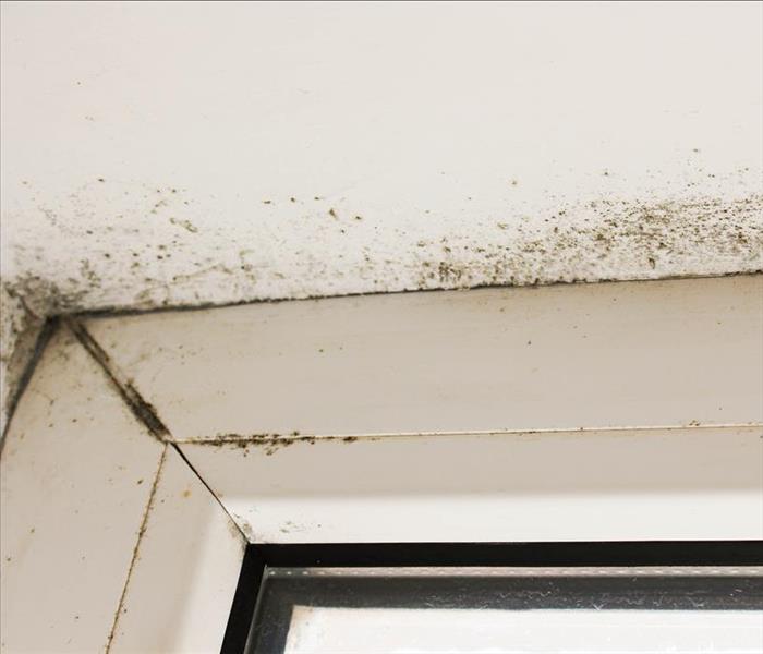 Black mold growth in the corner of a window