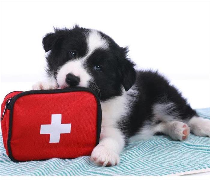 Cute border collie puppy with an emergency kit isolated