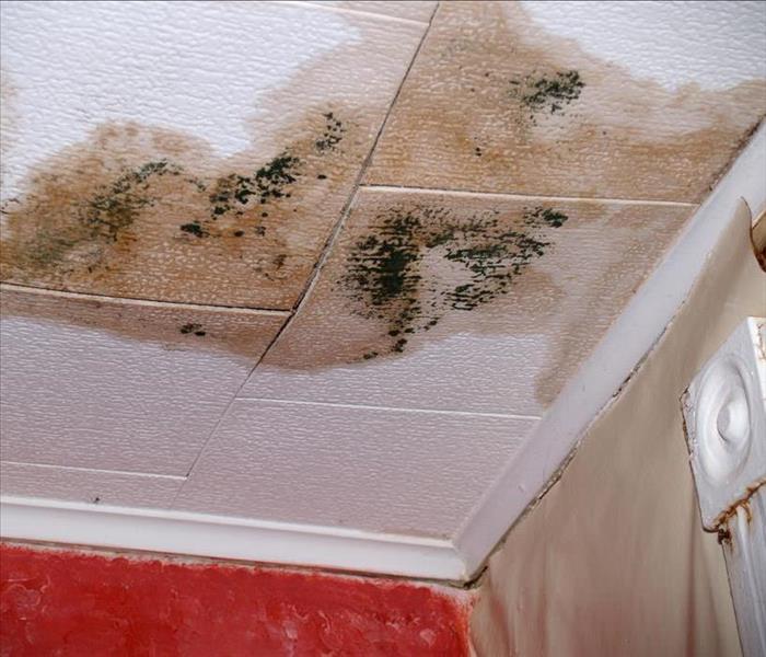 White ceiling tiles wet and with black mold growth due to roof leak.