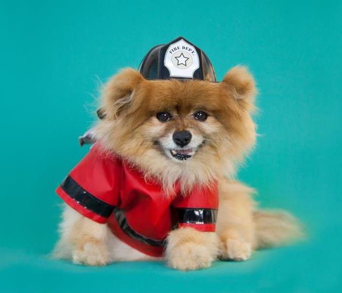 Pomeranian dog dressed as a firefighter